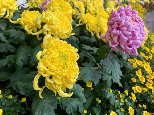 菊花网在线观看完整版,经典影片在线观看完整版  第1张